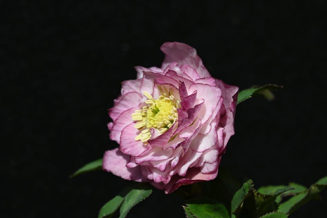 クリスマスローズ　希少！認定ピンクアフロディーテ　加藤農園