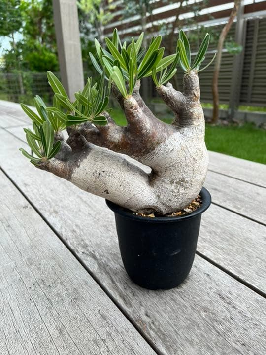 パキポディウム  イノピナツム