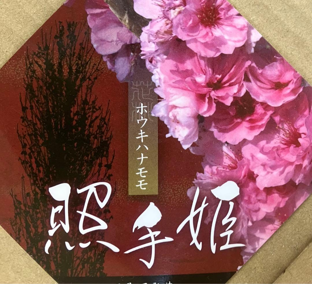 ひな祭り記念樹 照手姫 桃の花 苗木