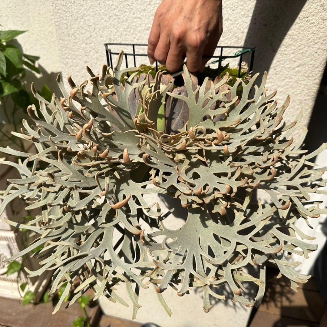 P. willinckii Jenny (pup) ビカクシダ