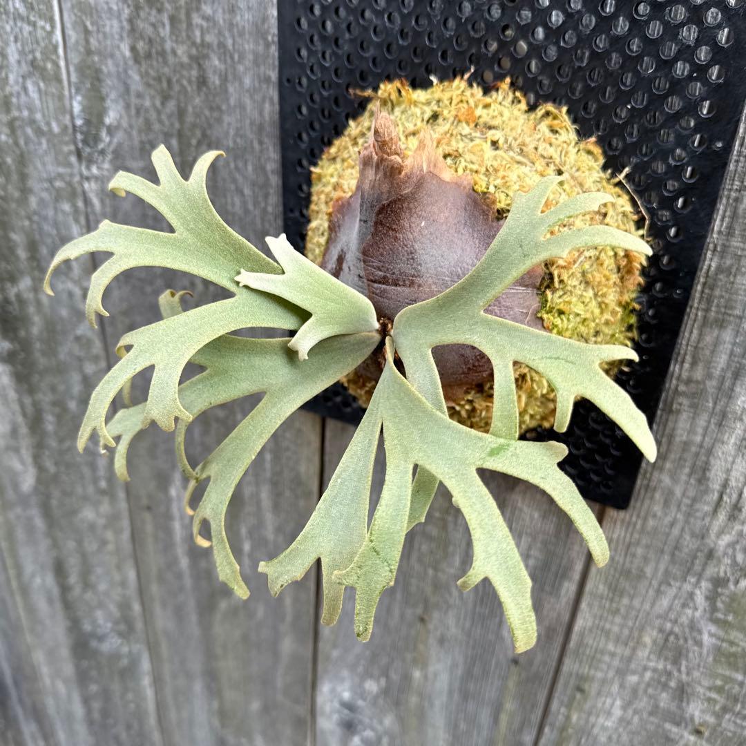 P. willinckii Jenny (pup) ビカクシダ