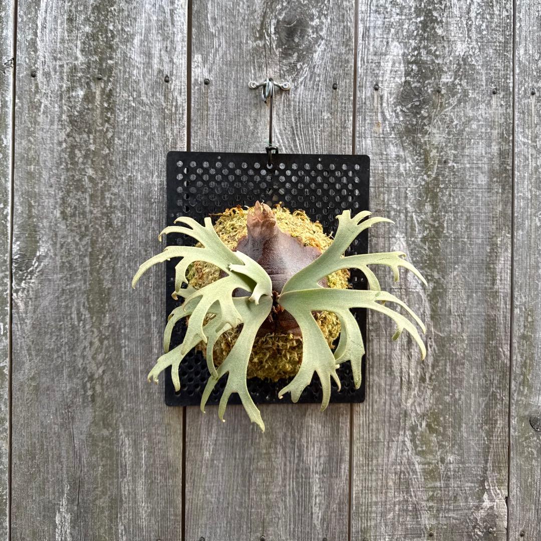 P. willinckii Jenny (pup) ビカクシダ