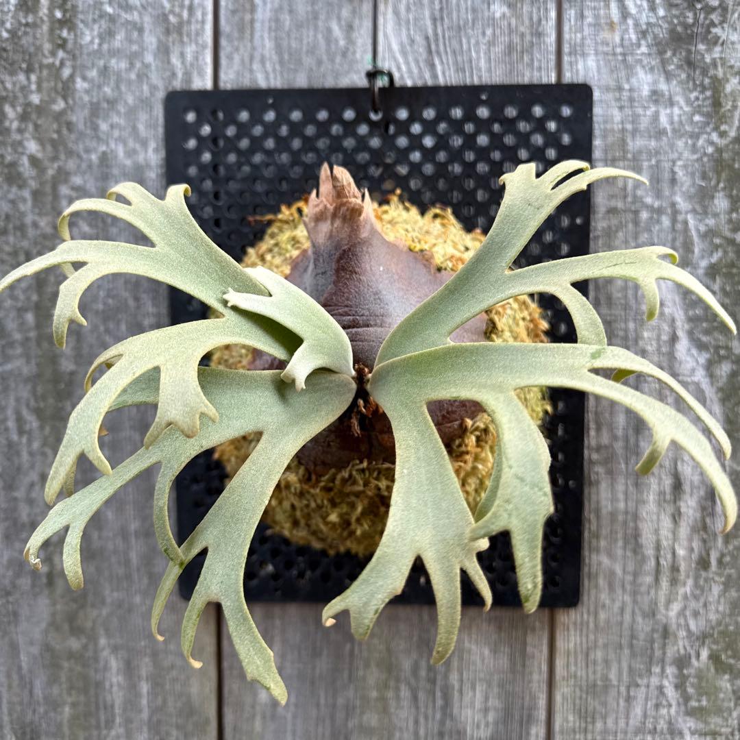 P. willinckii Jenny (pup) ビカクシダ