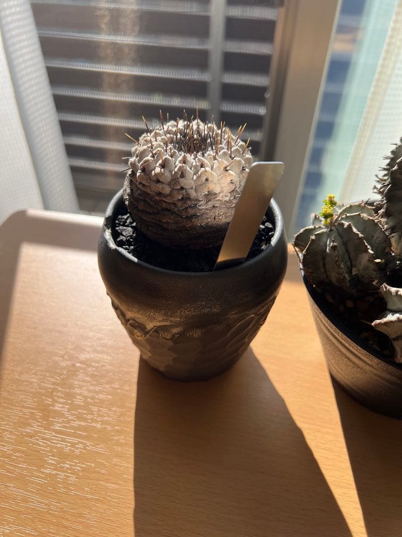 【美株】コピアポアシネレア　黒王丸