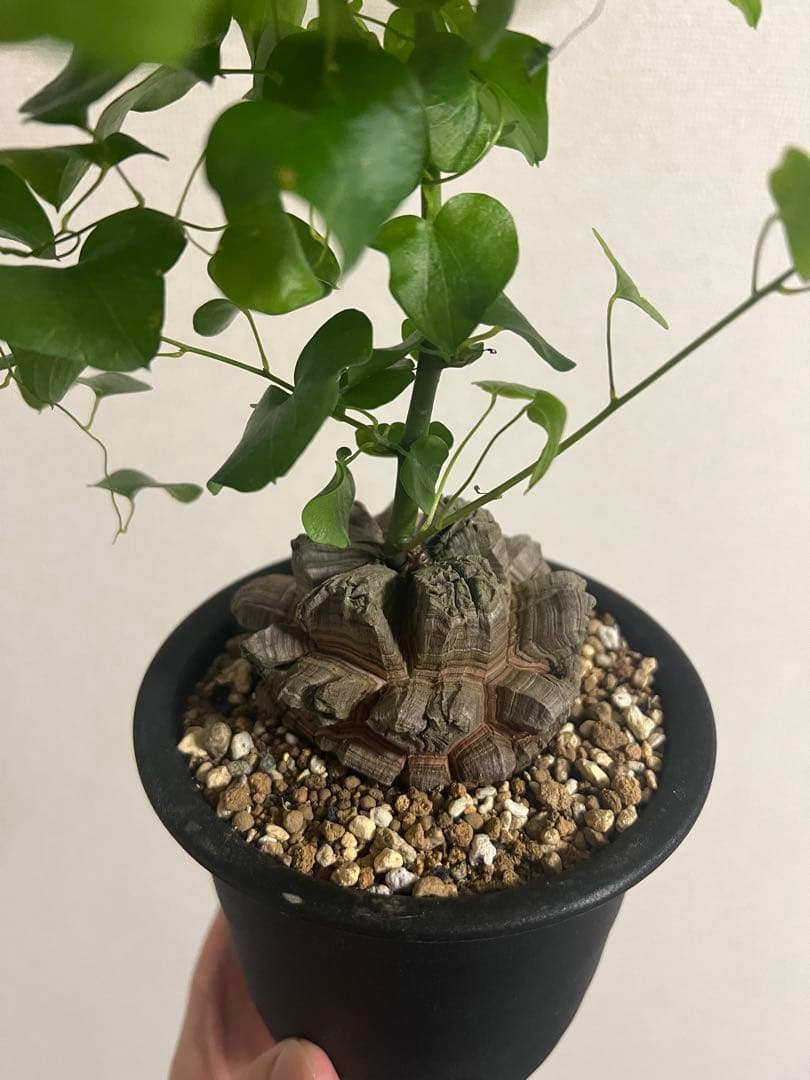 4号鉢　亀甲竜　良型美株