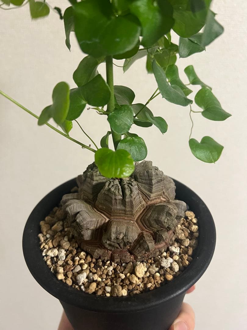 4号鉢　亀甲竜　良型美株