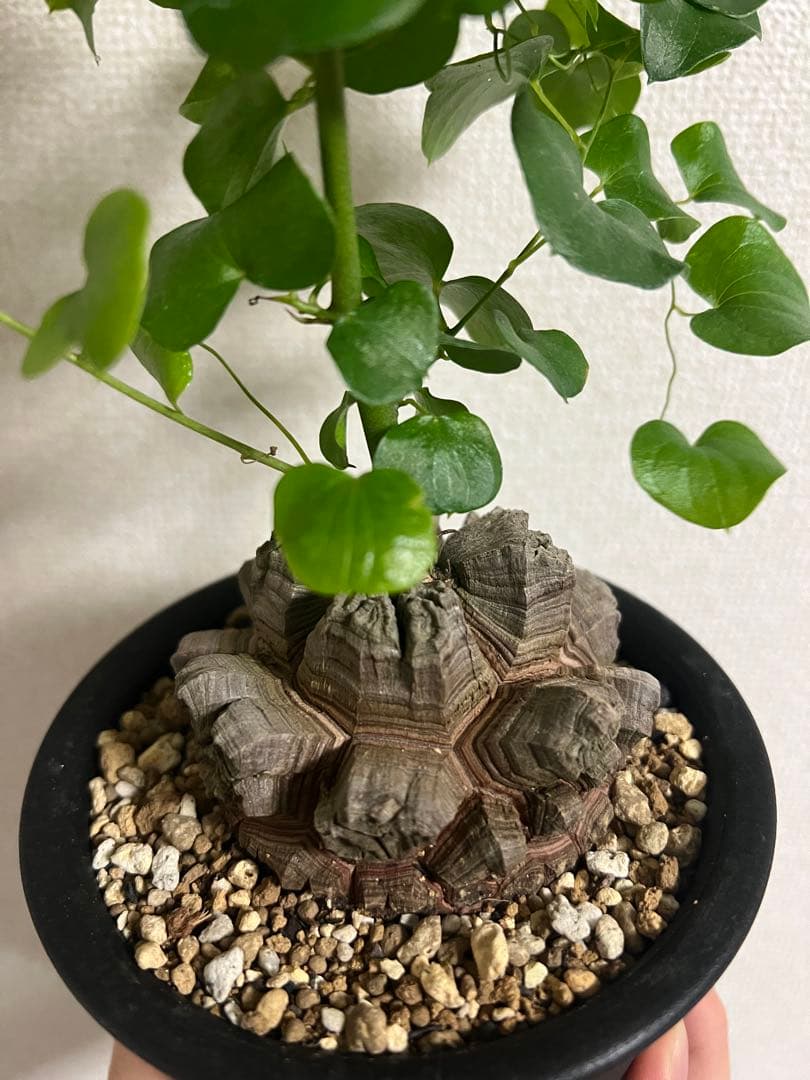 4号鉢　亀甲竜　良型美株