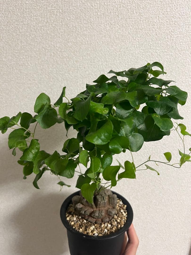 4号鉢　亀甲竜　良型美株