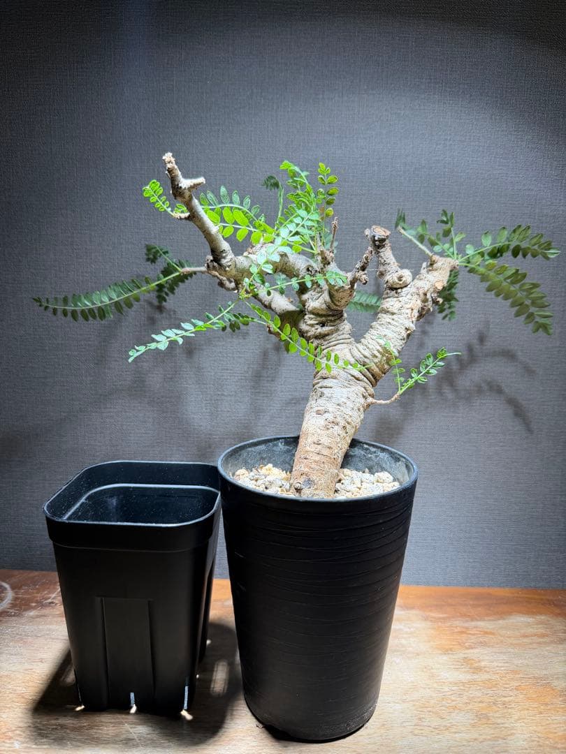 ボスウェリア・ネグレクタ 発根済み