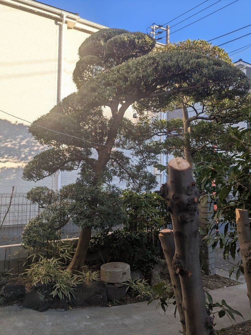 『引き取り限定』まきの木　門かぶり 約4m