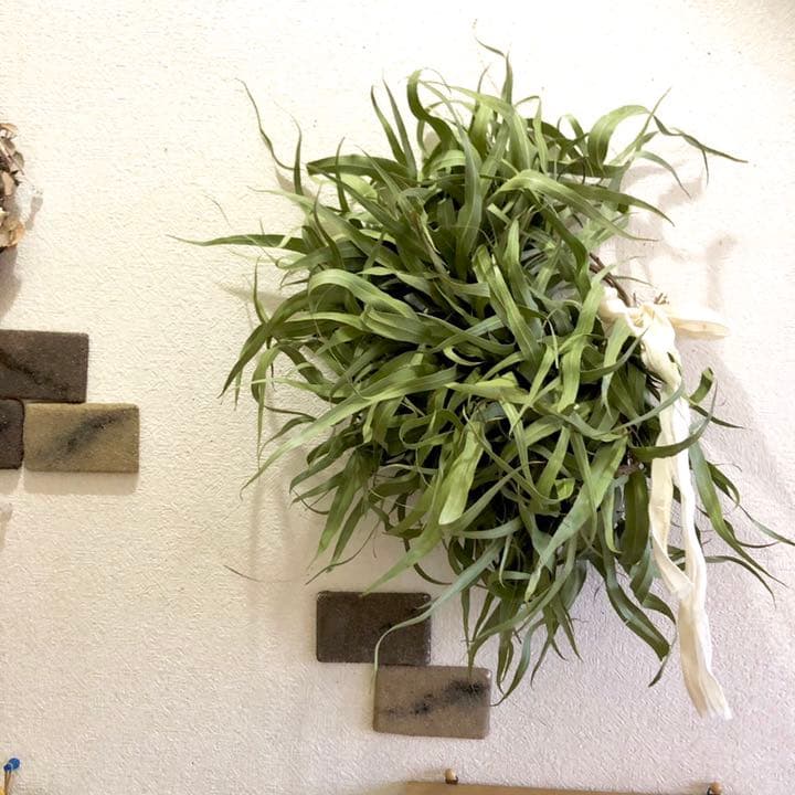 レモンユーカリリース