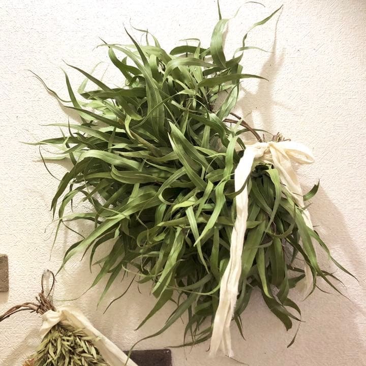 レモンユーカリリース