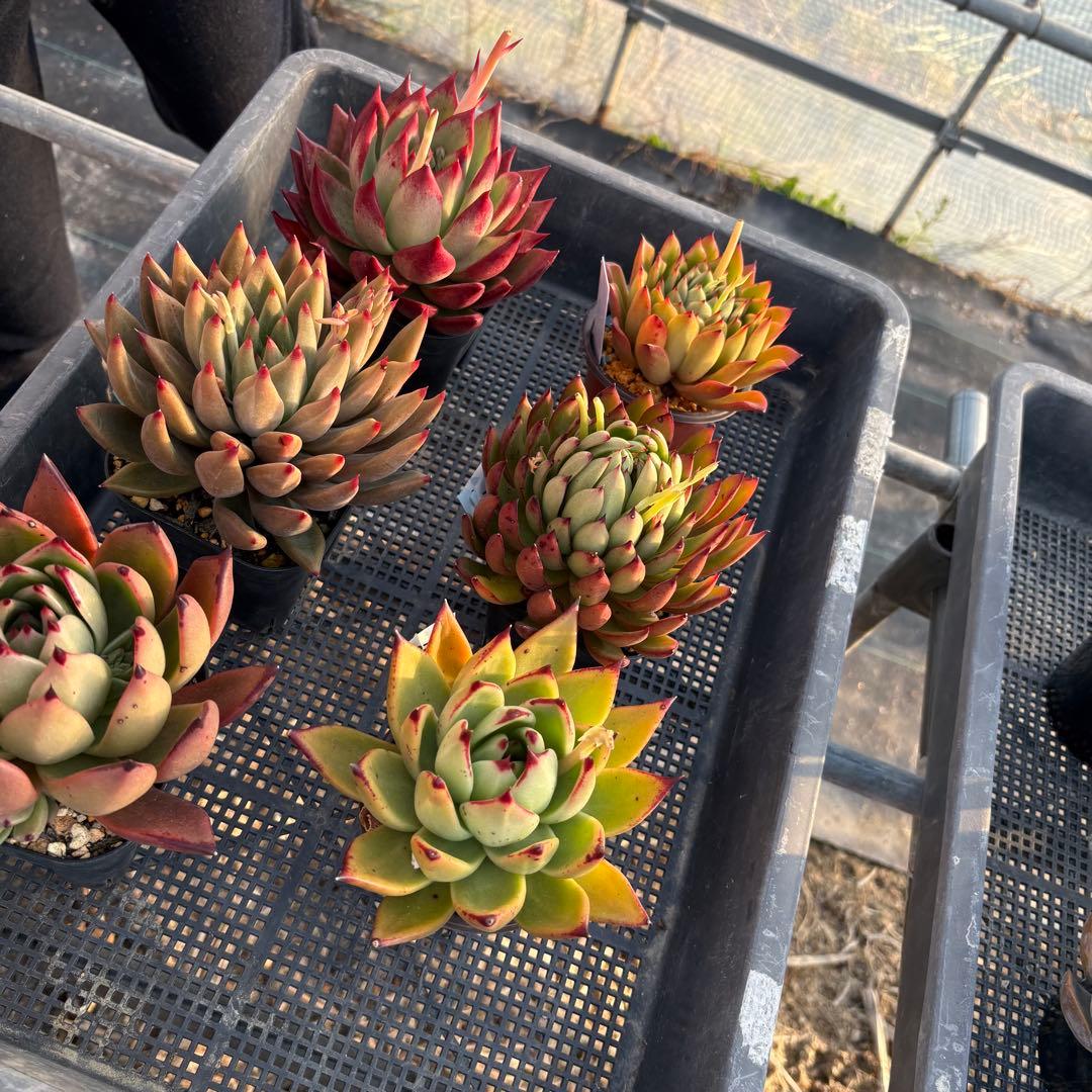 エケベリア 6種 ツヤツヤバキバキセット 抜き苗 多肉植物