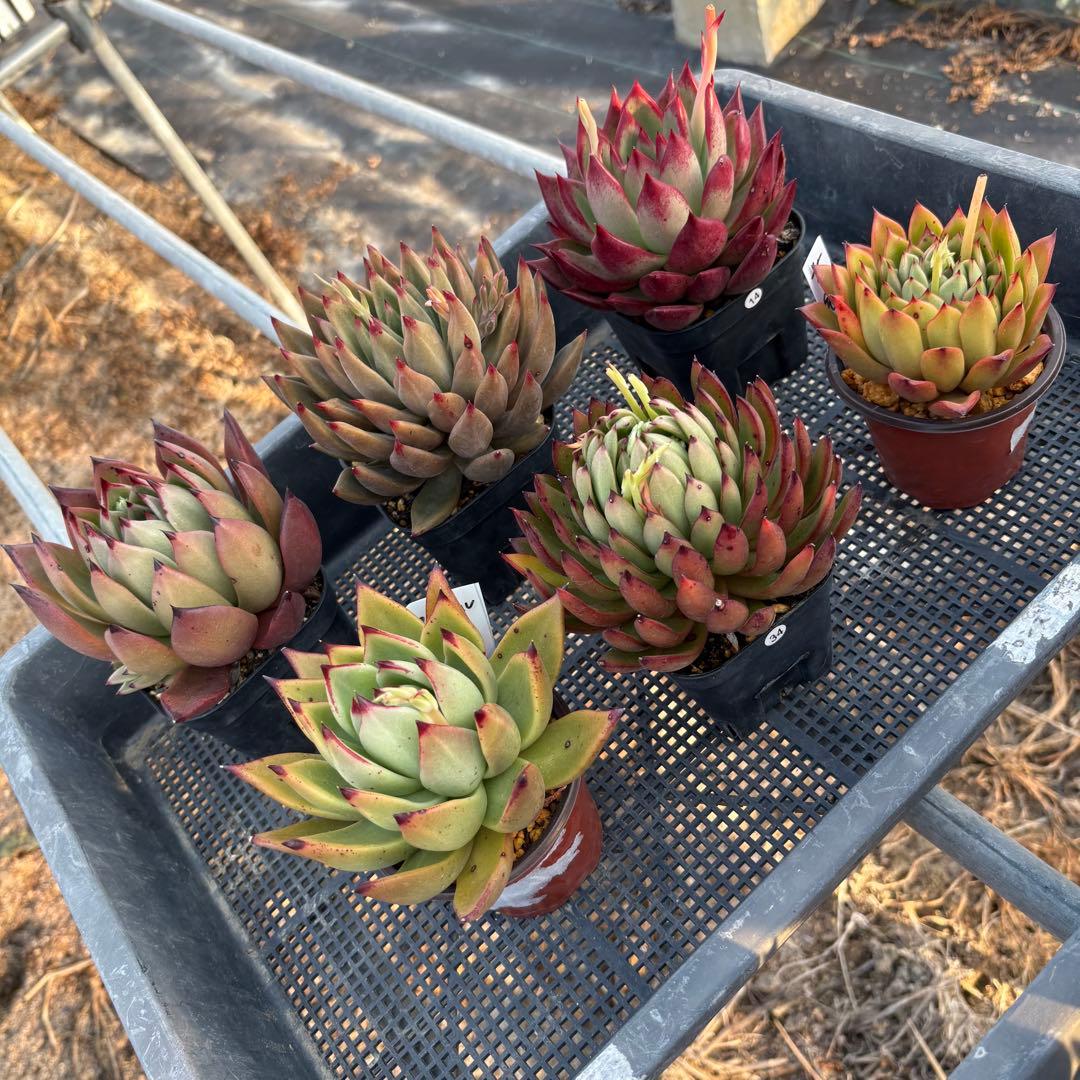 エケベリア 6種 ツヤツヤバキバキセット 抜き苗 多肉植物