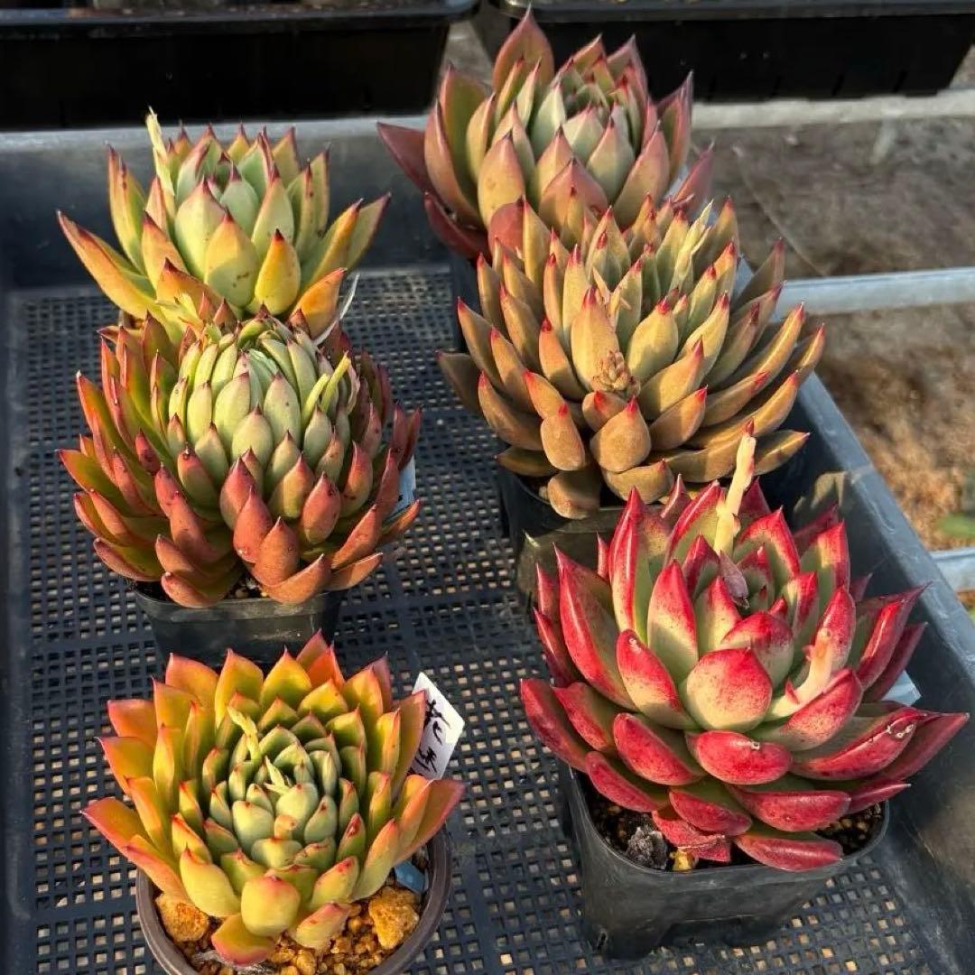 エケベリア 6種 ツヤツヤバキバキセット 抜き苗 多肉植物