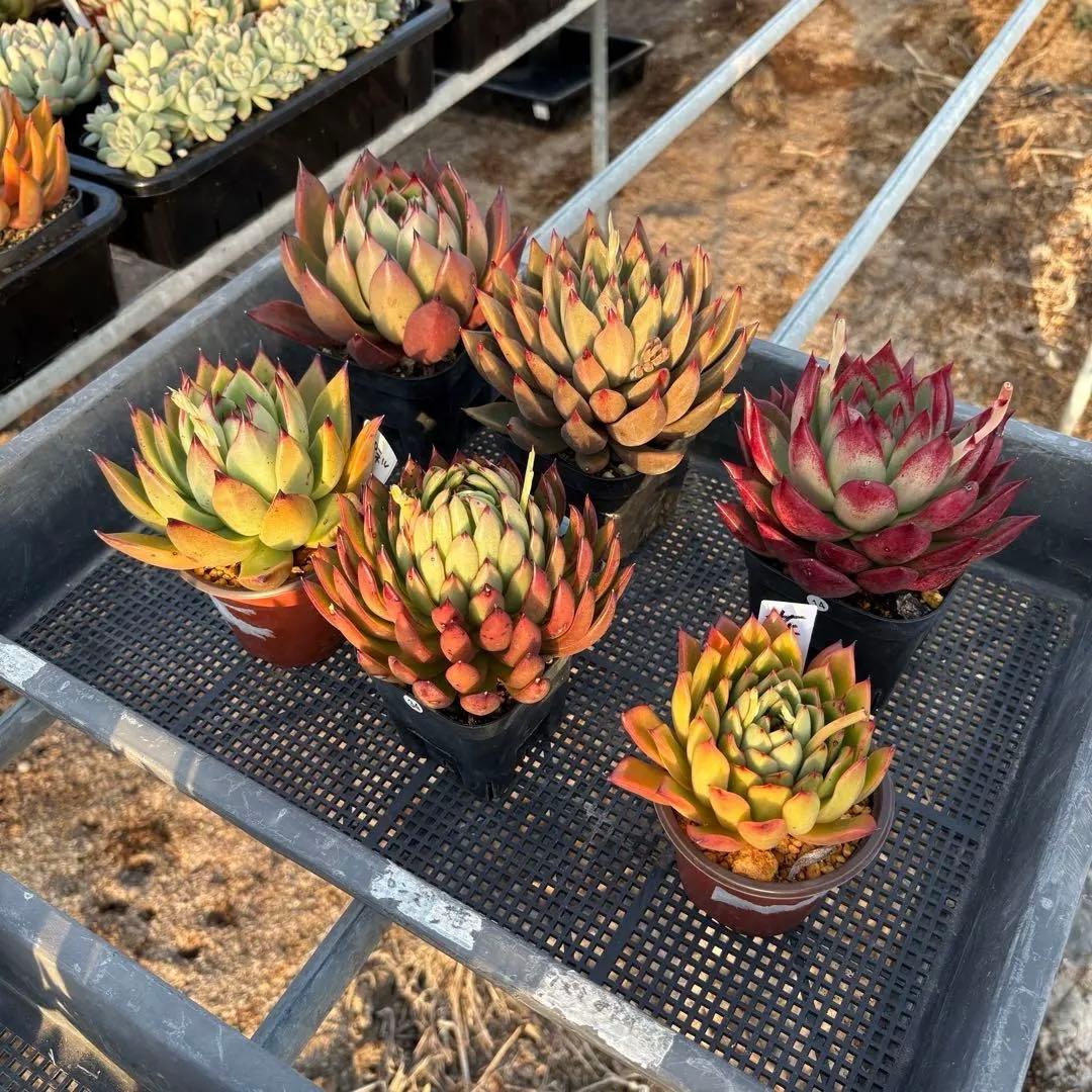 エケベリア 6種 ツヤツヤバキバキセット 抜き苗 多肉植物