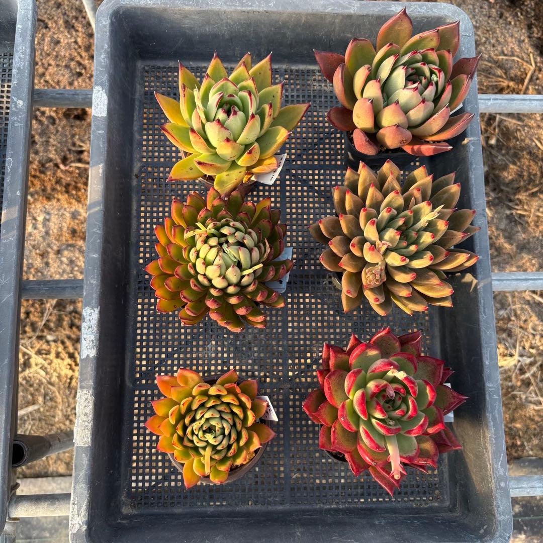 エケベリア 6種 ツヤツヤバキバキセット 抜き苗 多肉植物