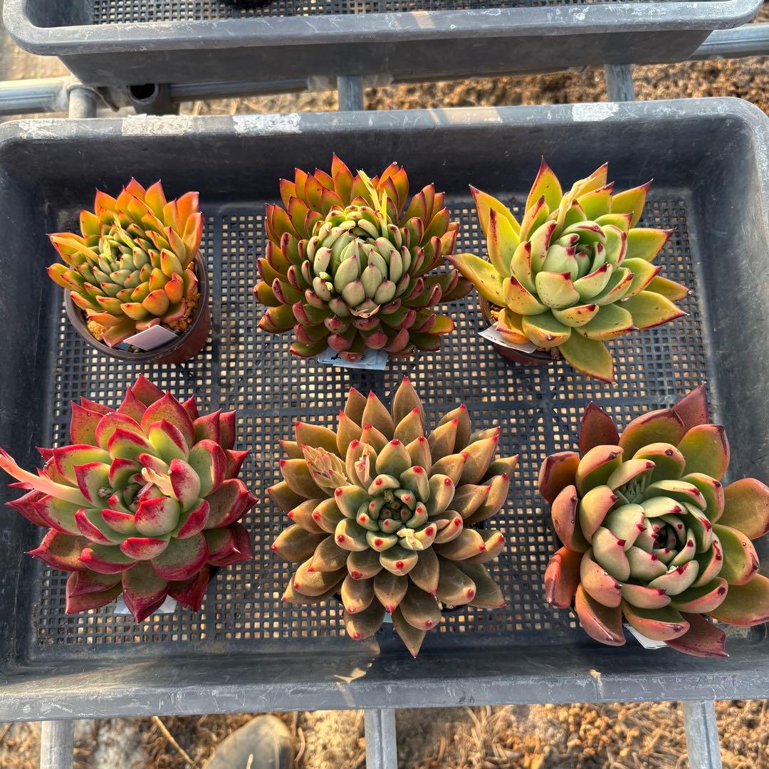 エケベリア 6種 ツヤツヤバキバキセット 抜き苗 多肉植物