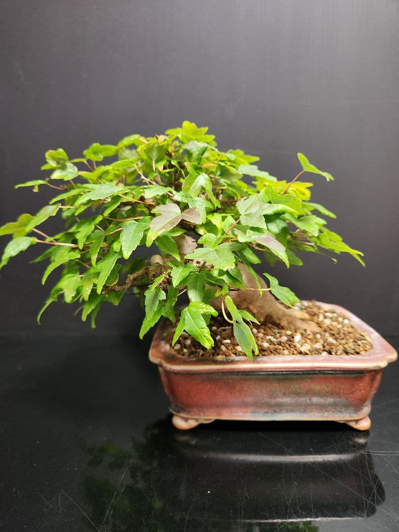 【写真追加】楓 かえで カエデ 楓盆栽 かえで盆栽 小品盆栽 紅葉