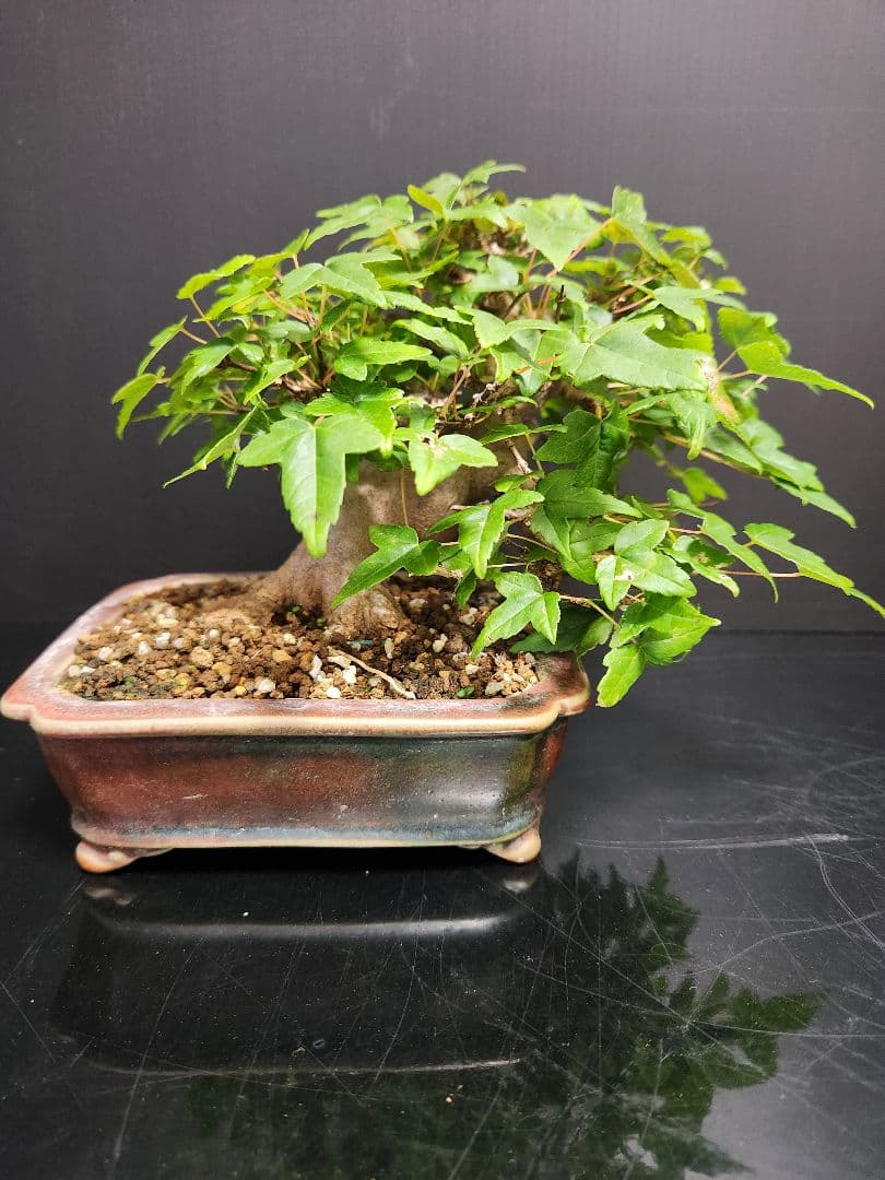 【写真追加】楓 かえで カエデ 楓盆栽 かえで盆栽 小品盆栽 紅葉