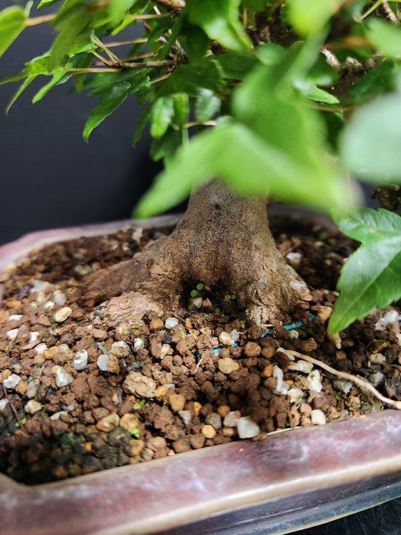 【写真追加】楓 かえで カエデ 楓盆栽 かえで盆栽 小品盆栽 紅葉