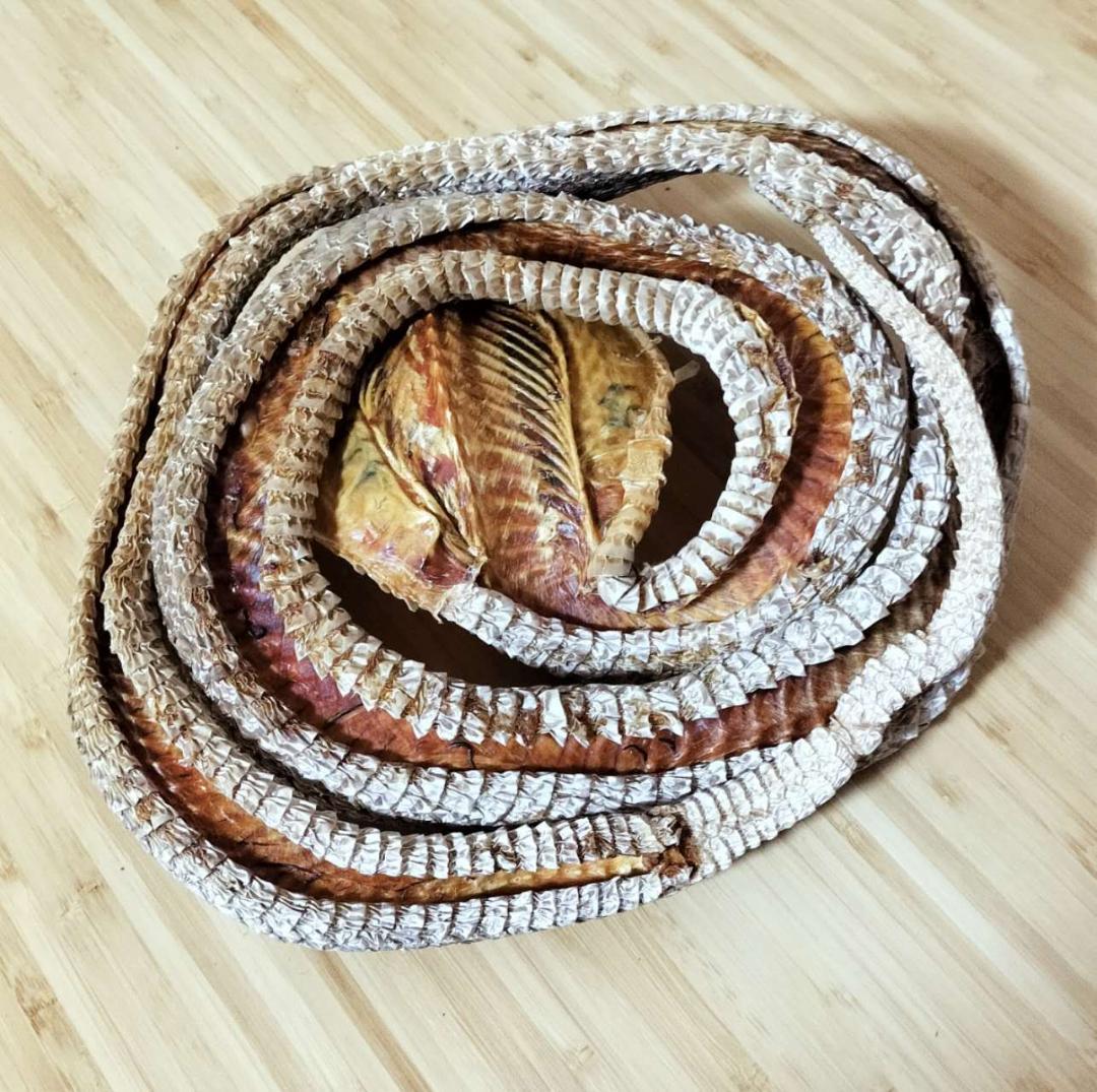 標本　コブラ　剥製