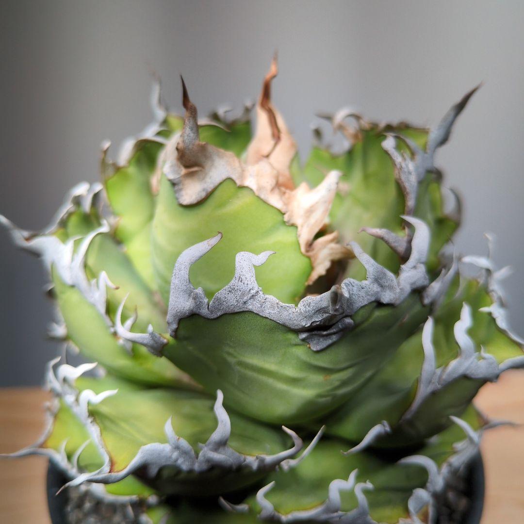 アガベ　シーザー　子株つき