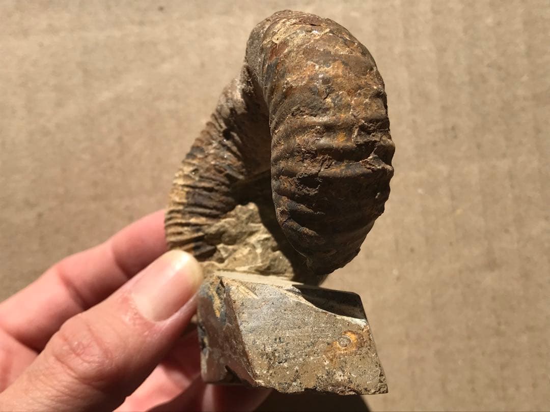 【限定価格】マダガスカル産　異常巻きアンモナイト化石（ノストセラス）　稀少