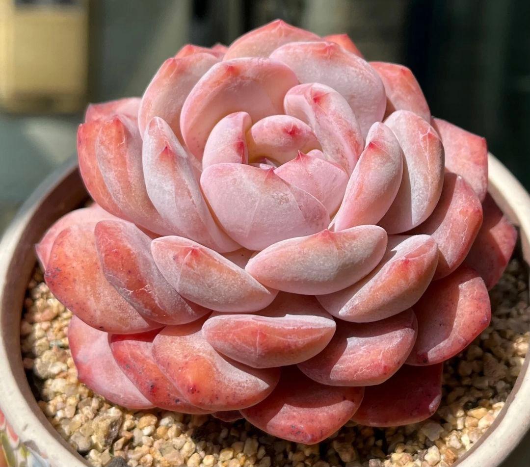 ピンク多肉植物 ロゼット型 直径約10cm