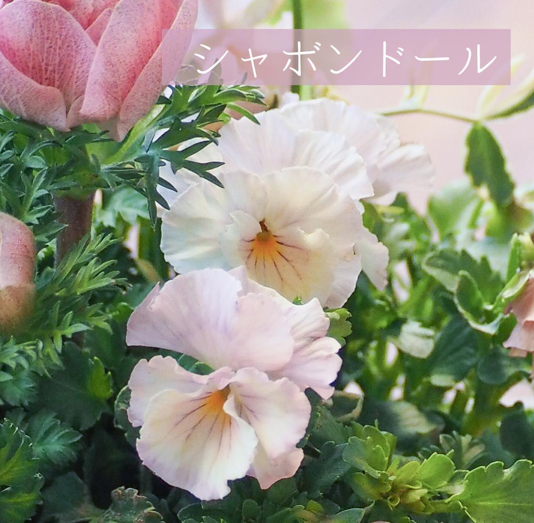 ヒヤシンス咲く天使のお庭