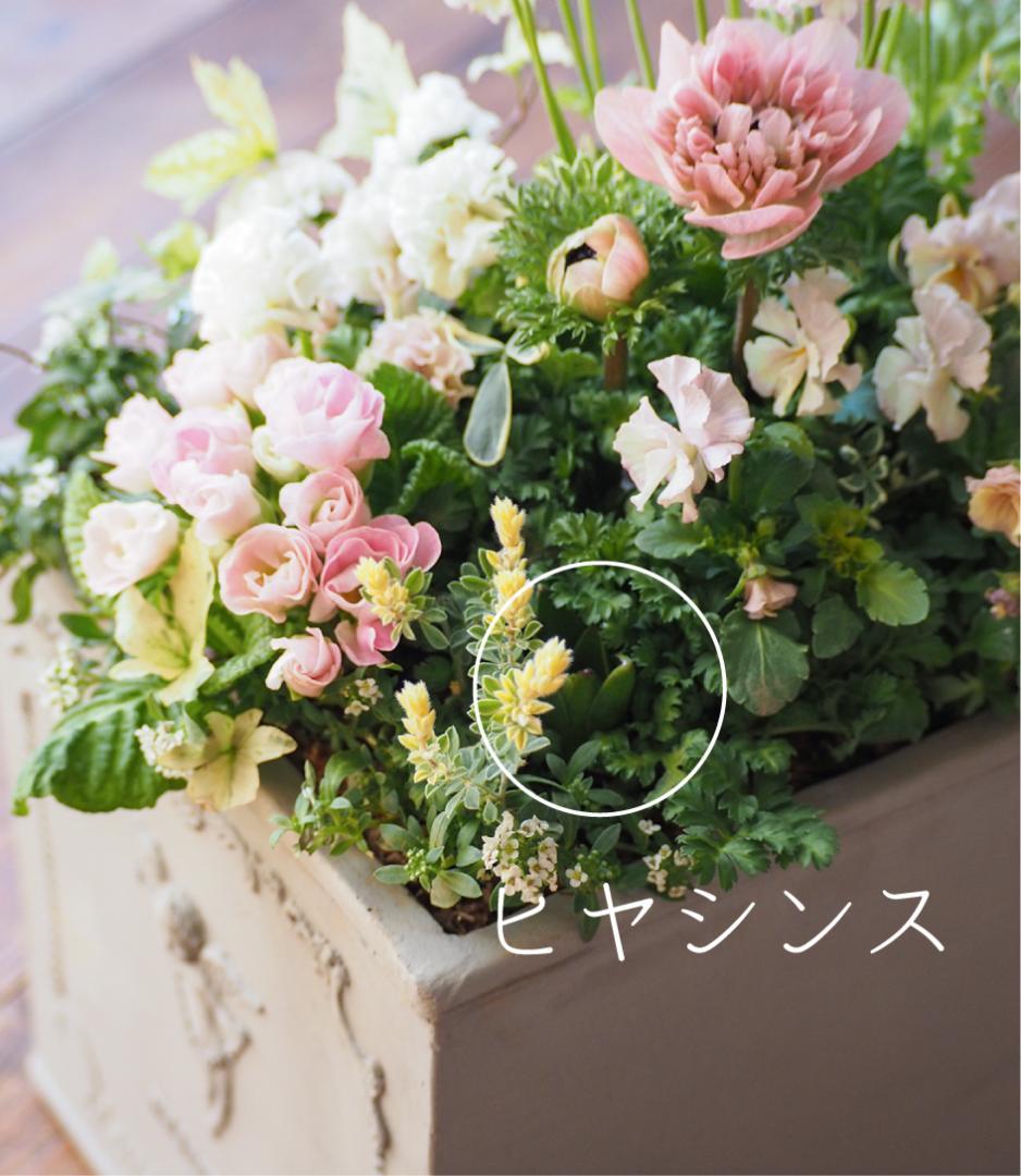 ヒヤシンス咲く天使のお庭