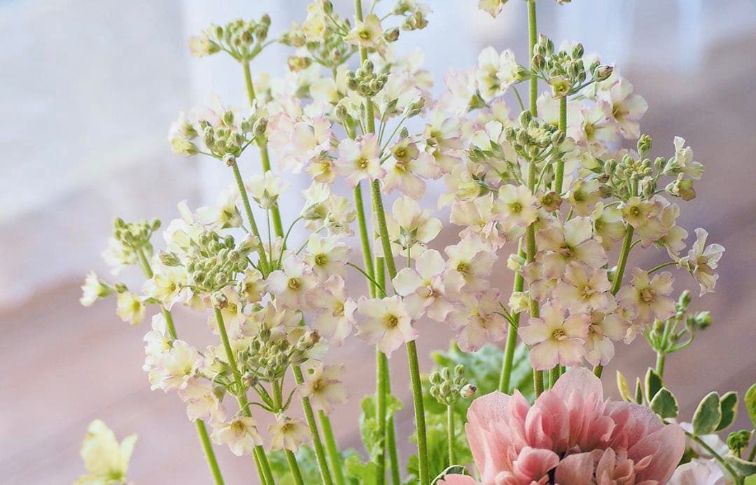 ヒヤシンス咲く天使のお庭