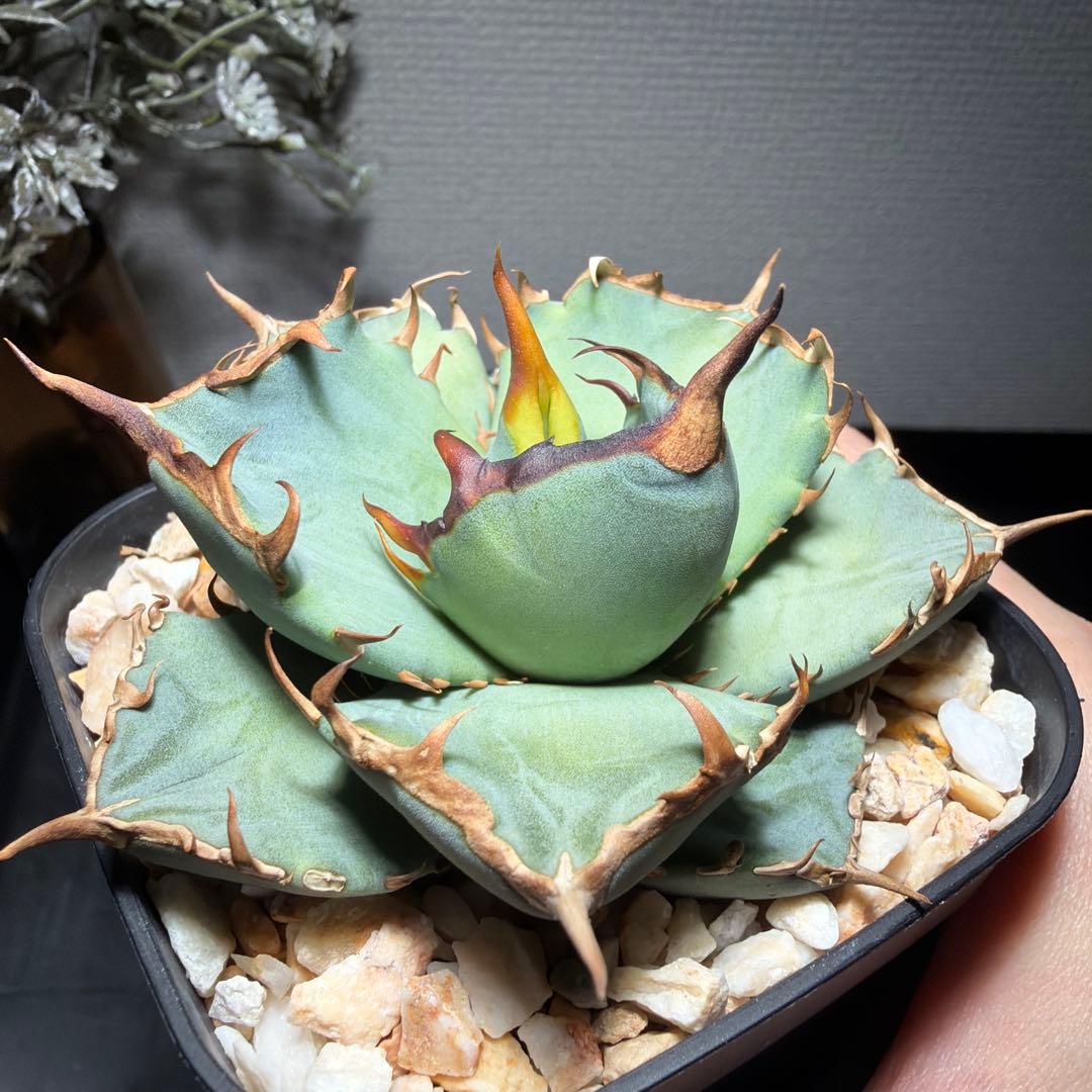 2/5更新　アガベチタノタ　ブルー　実生選抜　阿修羅・鳳凰ぽい雰囲気　発根済み