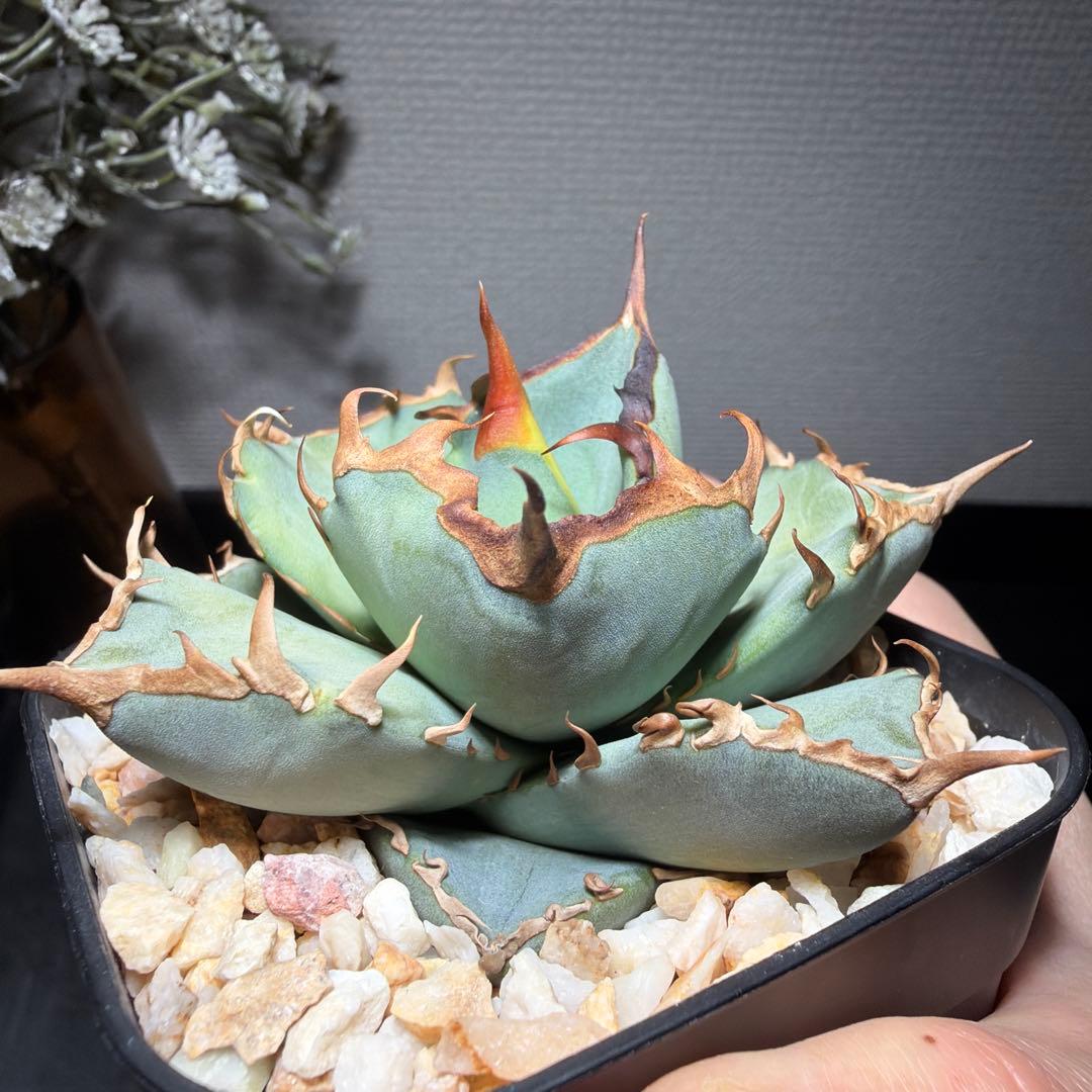 2/5更新　アガベチタノタ　ブルー　実生選抜　阿修羅・鳳凰ぽい雰囲気　発根済み