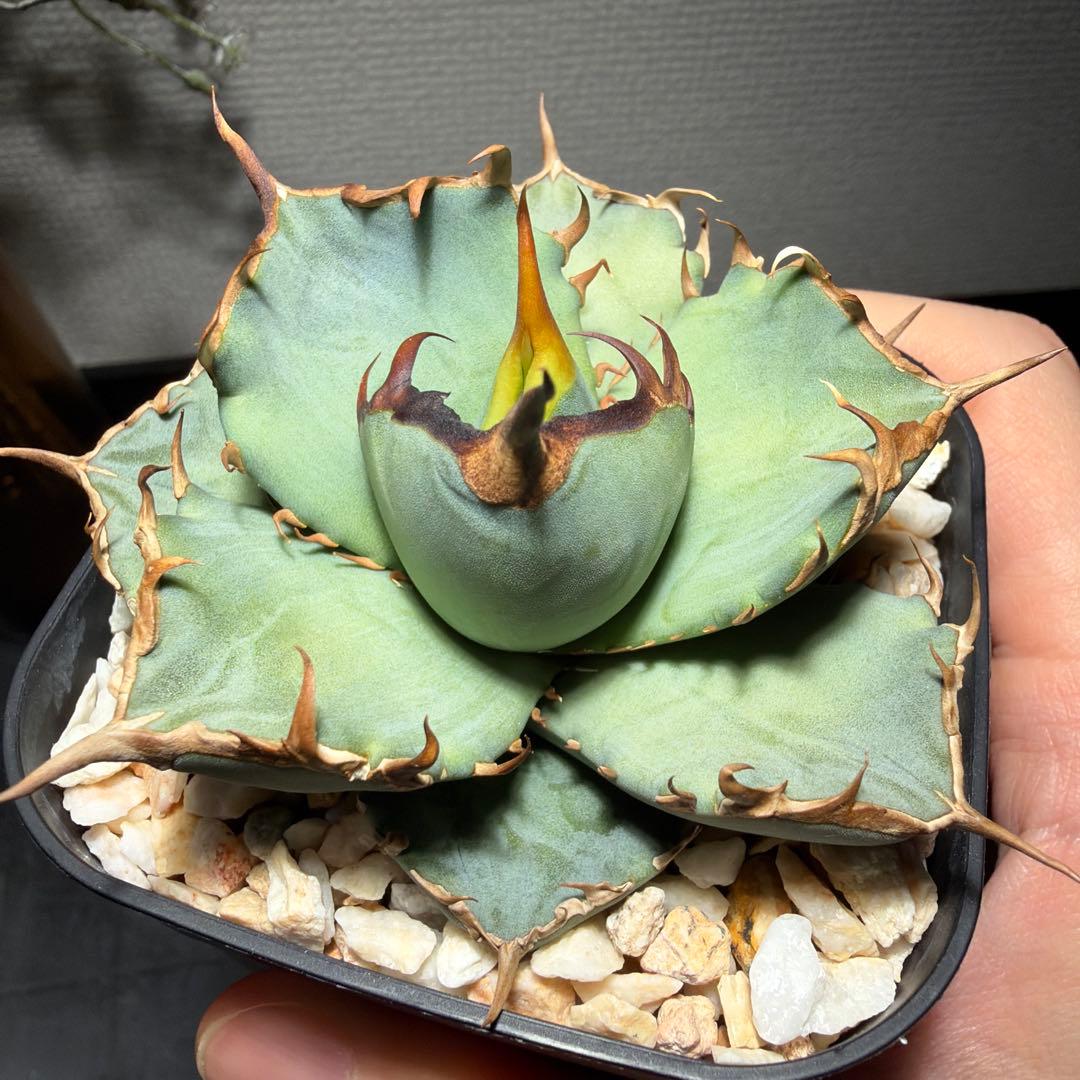 2/5更新　アガベチタノタ　ブルー　実生選抜　阿修羅・鳳凰ぽい雰囲気　発根済み