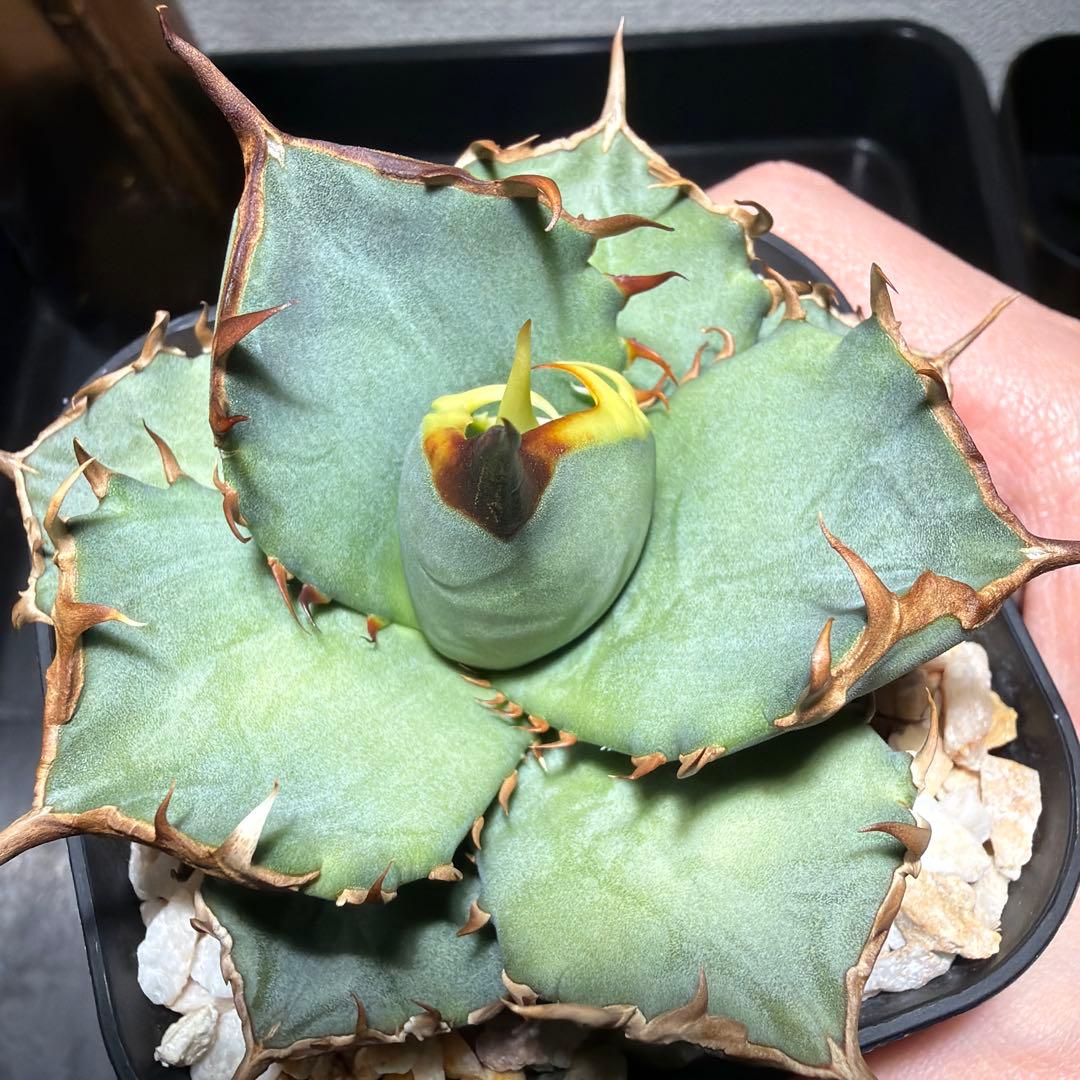 2/5更新　アガベチタノタ　ブルー　実生選抜　阿修羅・鳳凰ぽい雰囲気　発根済み