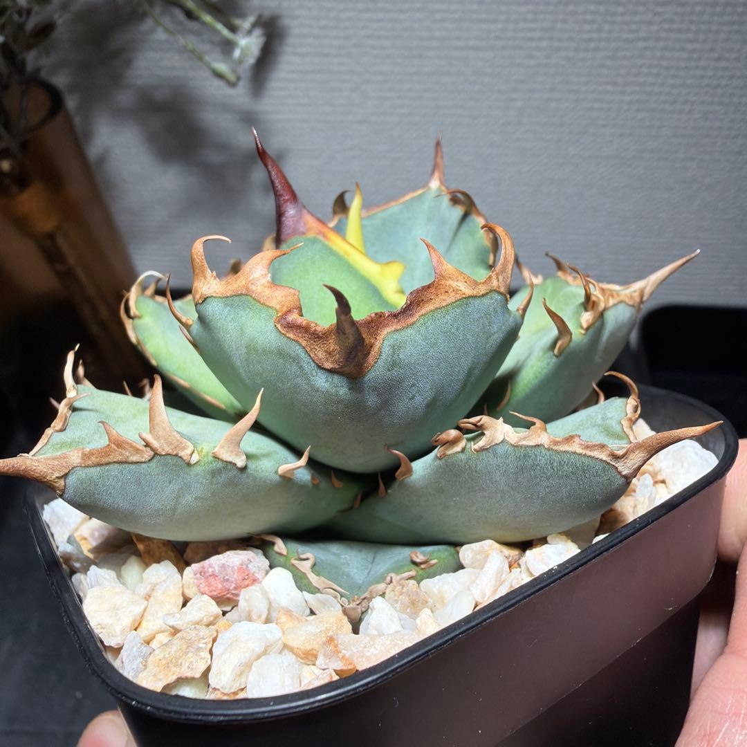 2/5更新　アガベチタノタ　ブルー　実生選抜　阿修羅・鳳凰ぽい雰囲気　発根済み