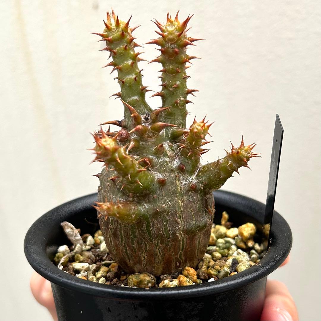 【超美株】ウィンゾリー パキポディウム 国内実生株 発根済み 塊根植物