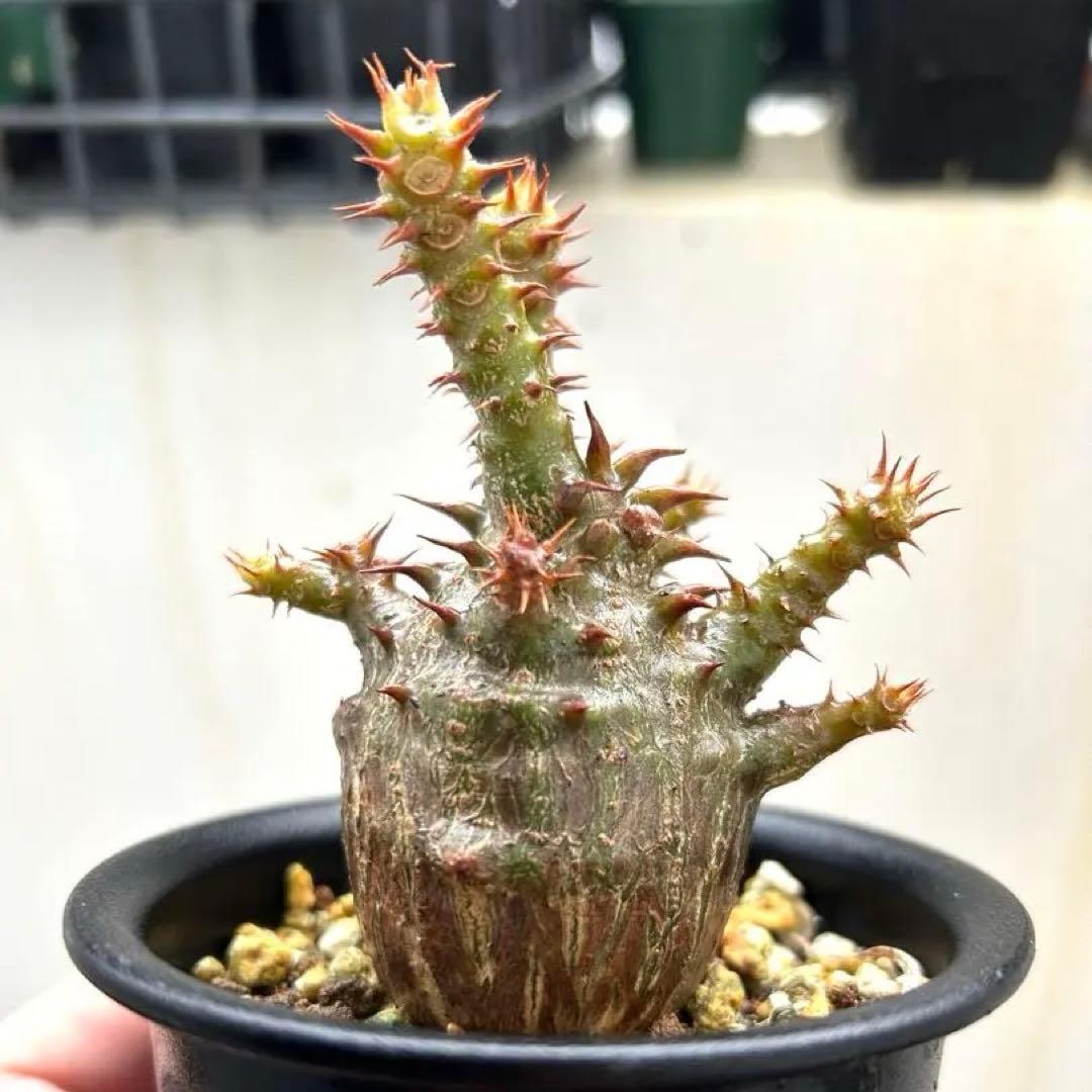 【超美株】ウィンゾリー パキポディウム 国内実生株 発根済み 塊根植物