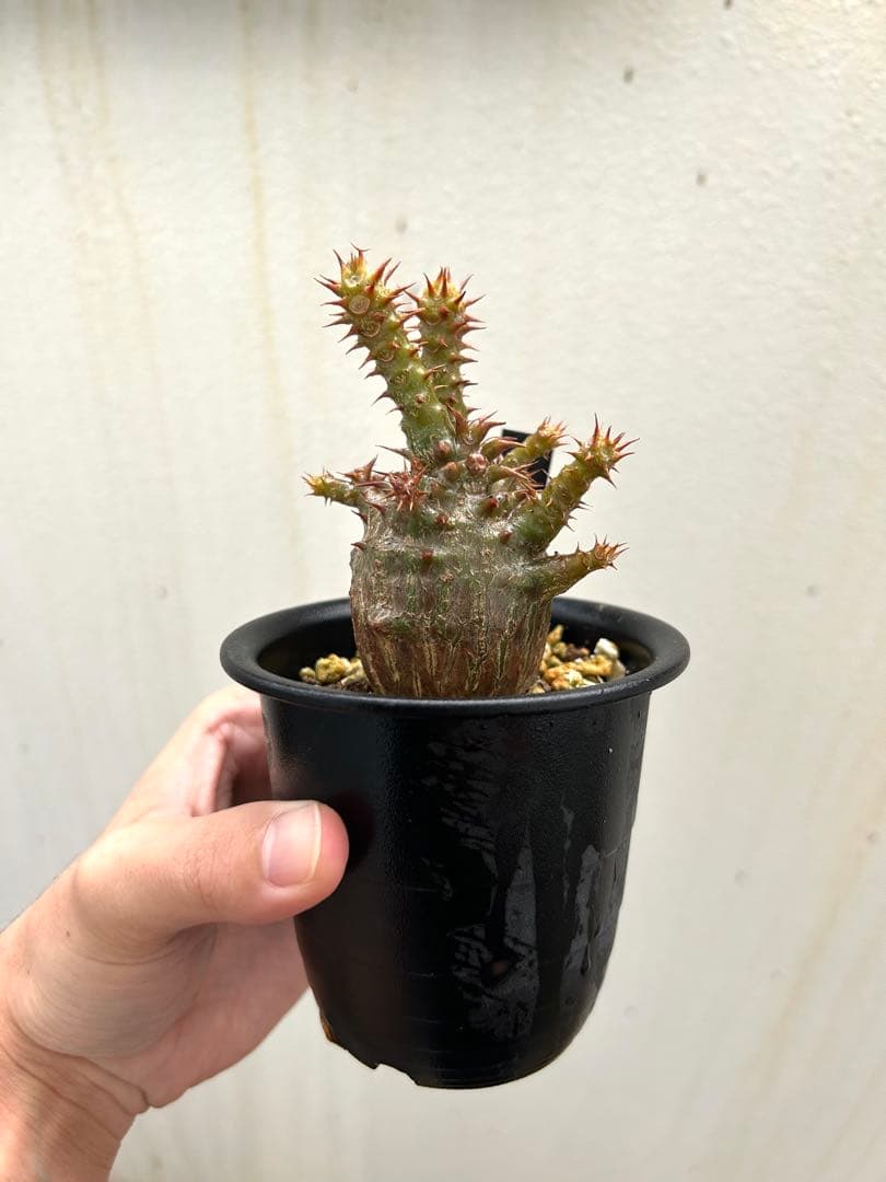 【超美株】ウィンゾリー パキポディウム 国内実生株 発根済み 塊根植物