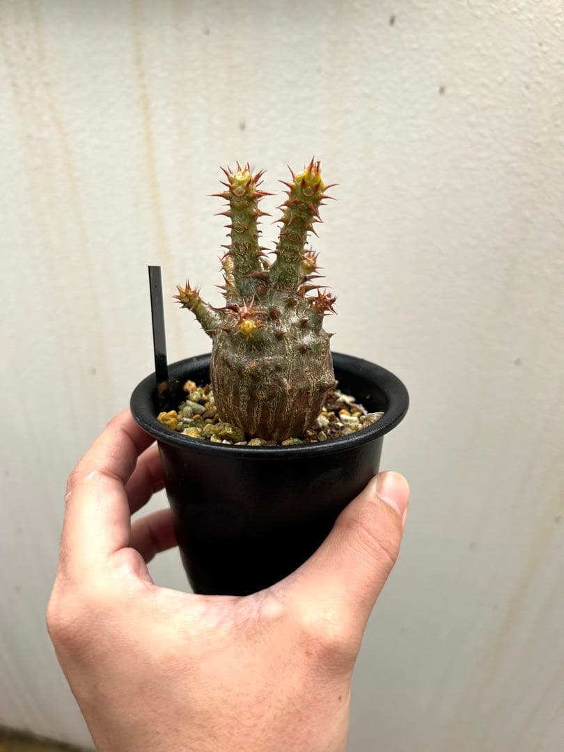 【超美株】ウィンゾリー パキポディウム 国内実生株 発根済み 塊根植物