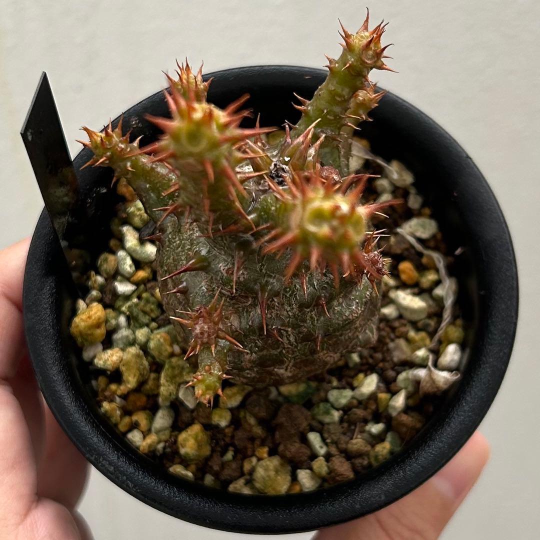 【超美株】ウィンゾリー パキポディウム 国内実生株 発根済み 塊根植物