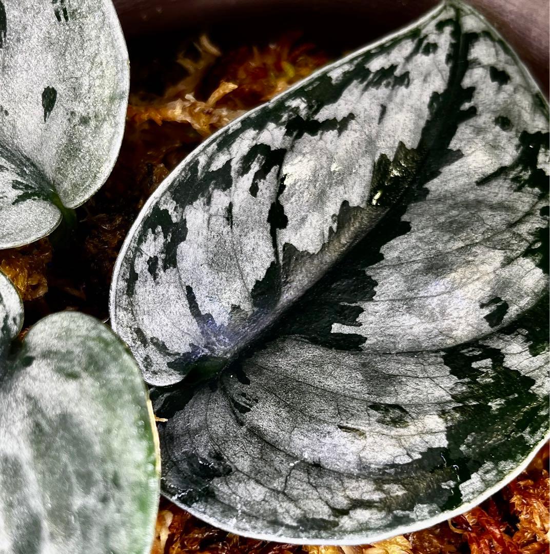 【大株】 Scindapsus silver llic ★スキンダプサス