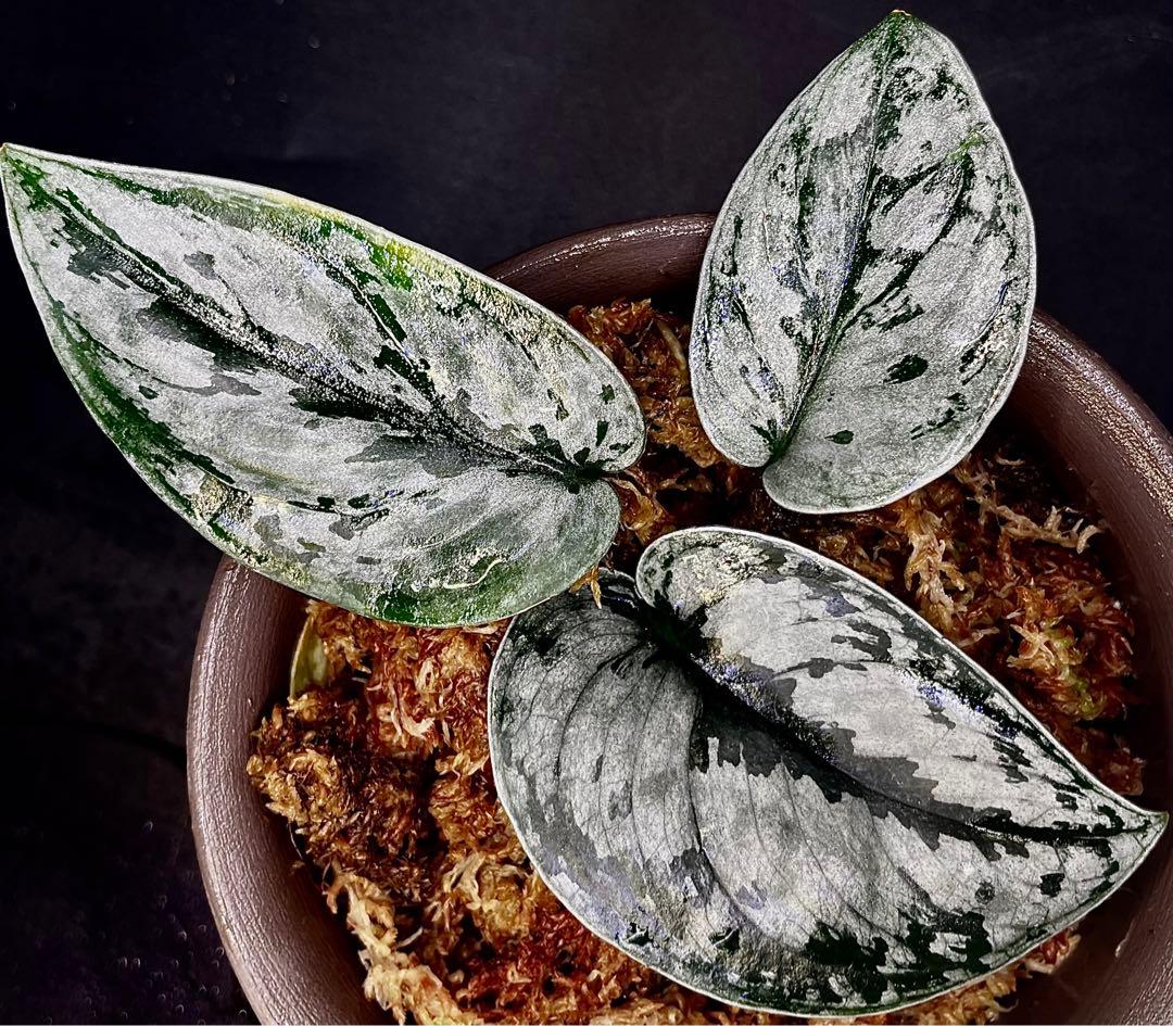 【大株】 Scindapsus silver llic ★スキンダプサス