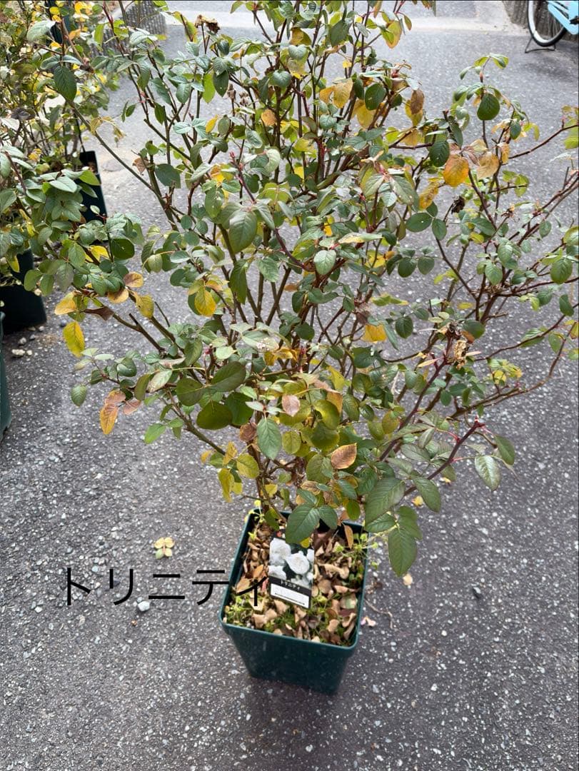 cake様用　バラ苗2