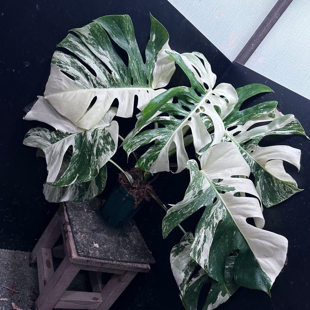 斑入りモンステラ ホワイトタイガー極美大株70cm白斑多