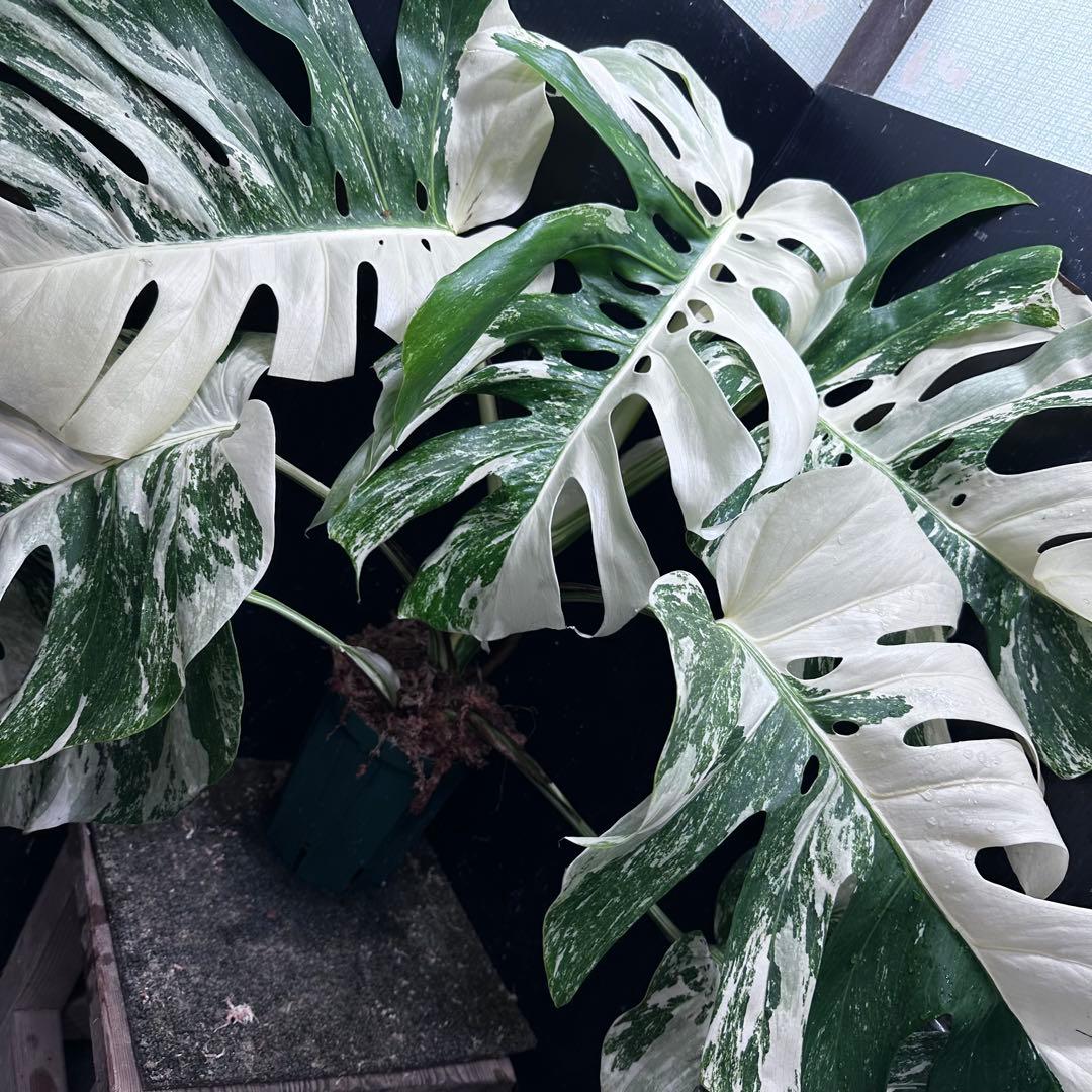 斑入りモンステラ ホワイトタイガー極美大株70cm白斑多