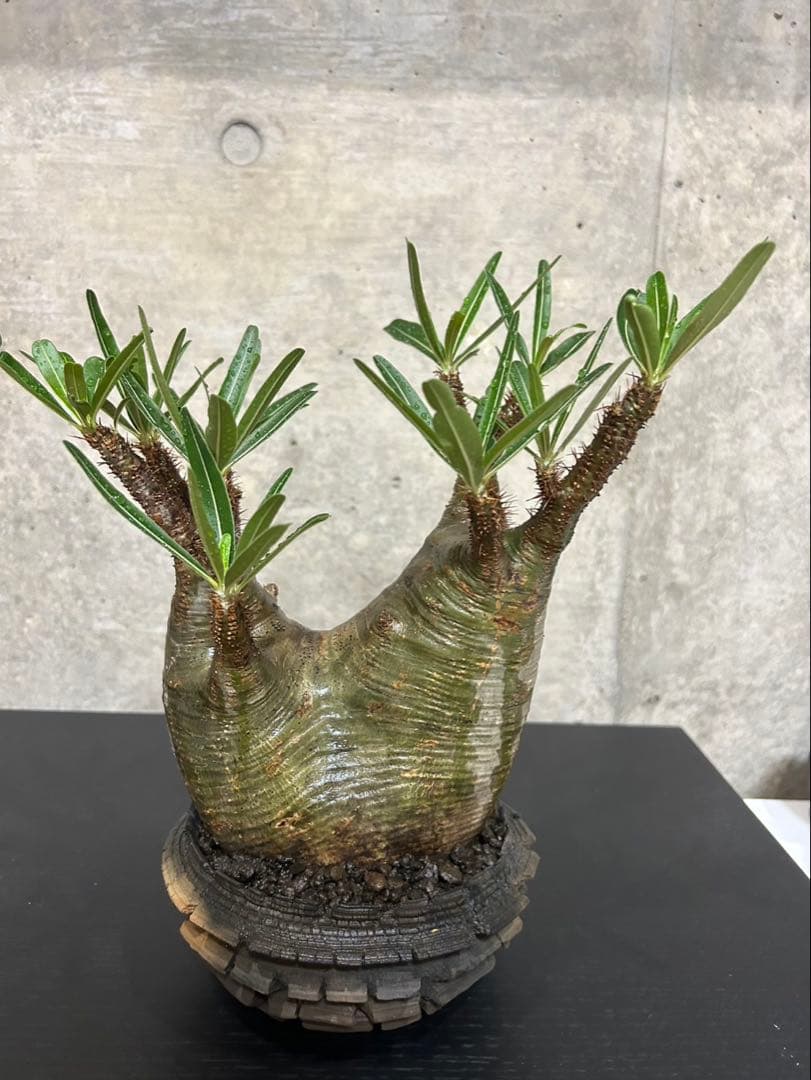 パキポディウム　グラキリス　発根済　現地球