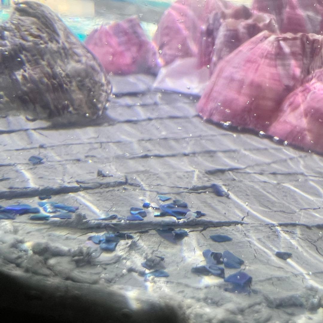 【波紋アート】Real Ocean／barnacle／フジツボ／15cmプリズム