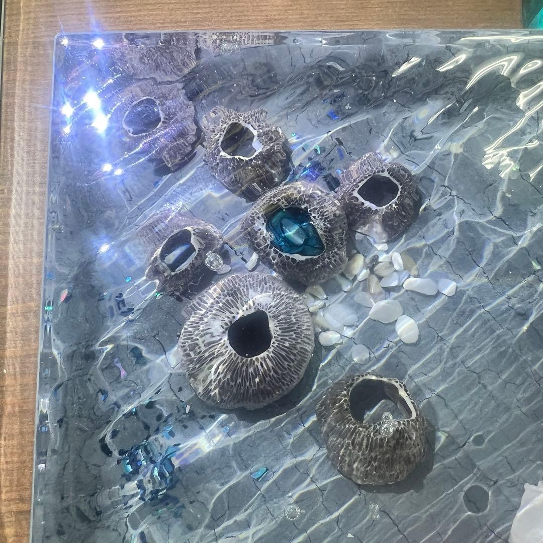 【波紋アート】Real Ocean／barnacle／フジツボ／15cmプリズム